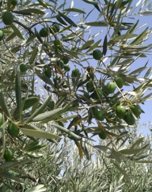 L'Oro Verde di Ribera: L'Eccellenza dell'Olio EVO Biologico Biancolilla 🌿🥇
