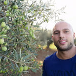 Olive bio sicilia da olio 