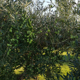 Olive bio da olio pronte per la raccolta 